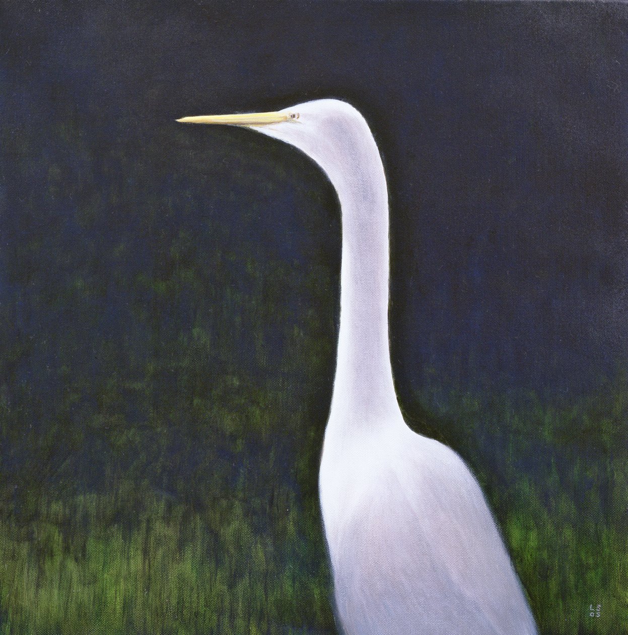 Aigrette blanche - Lincoln Seligman