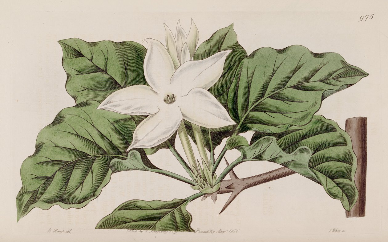 Gardenia propinqua - Lindley