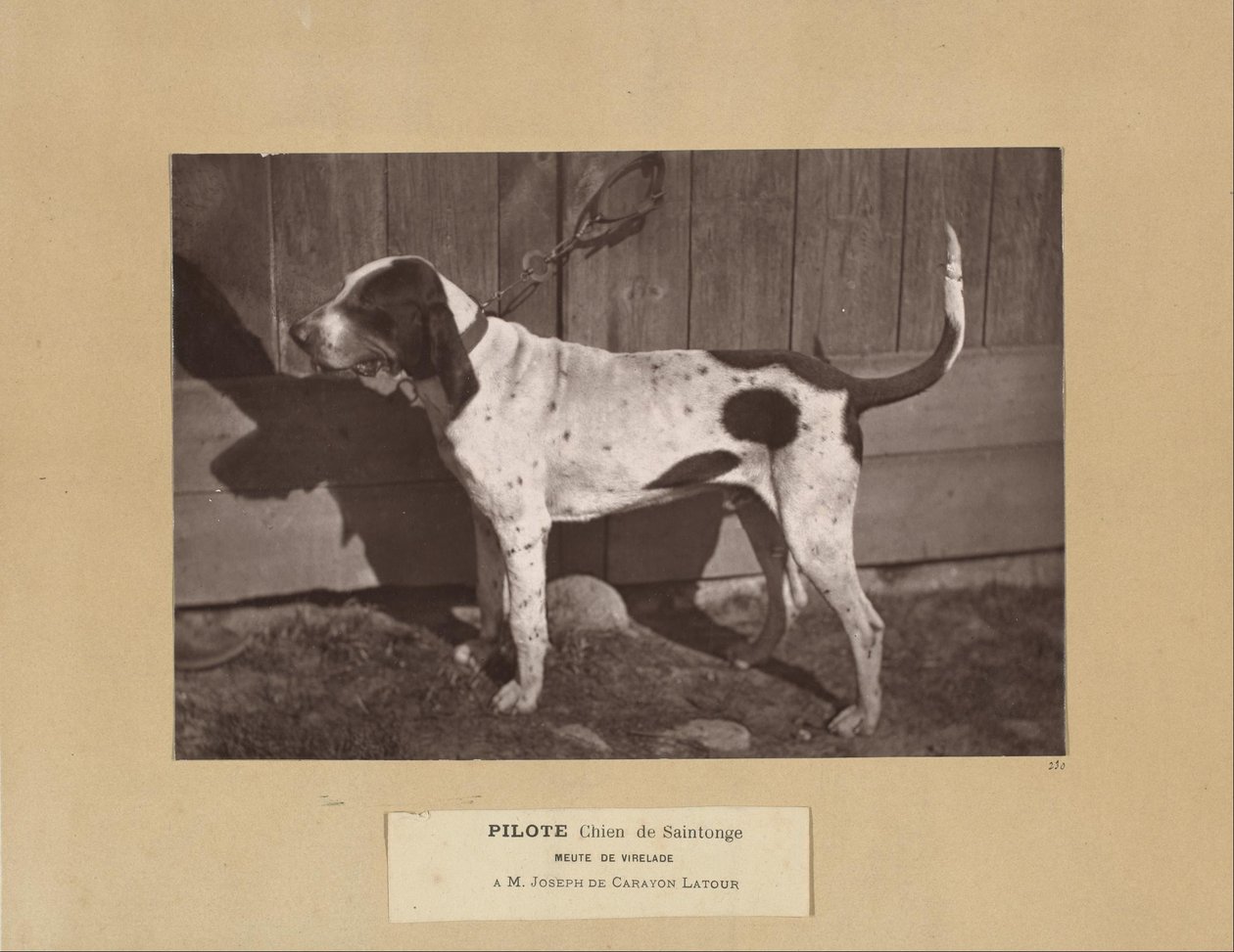 Pilote, Chien de Saintonge, Meute de Virelade, A.M. Joseph de Carayon Latour - Leon Cremiere