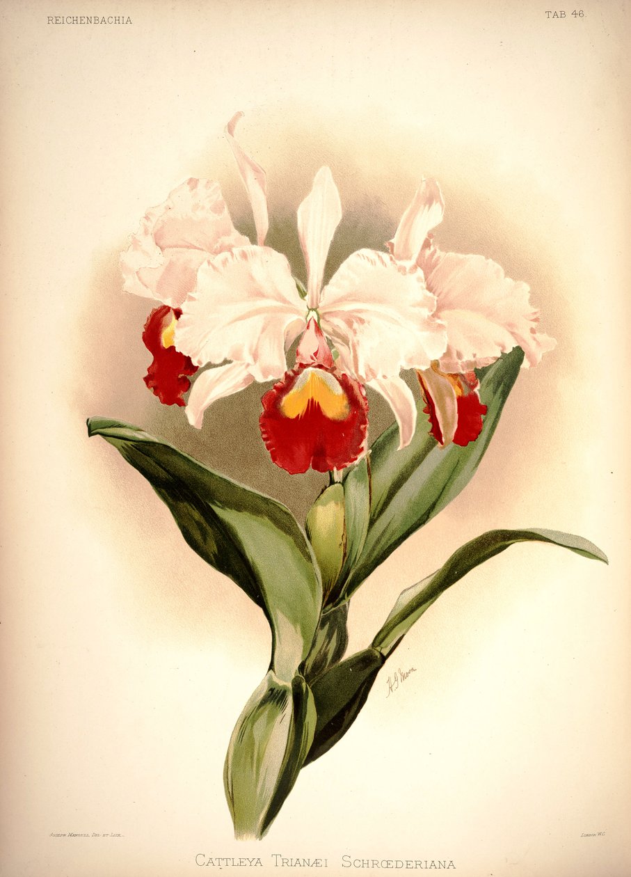 Cattleya trianae - London H. Sotheran and Co.