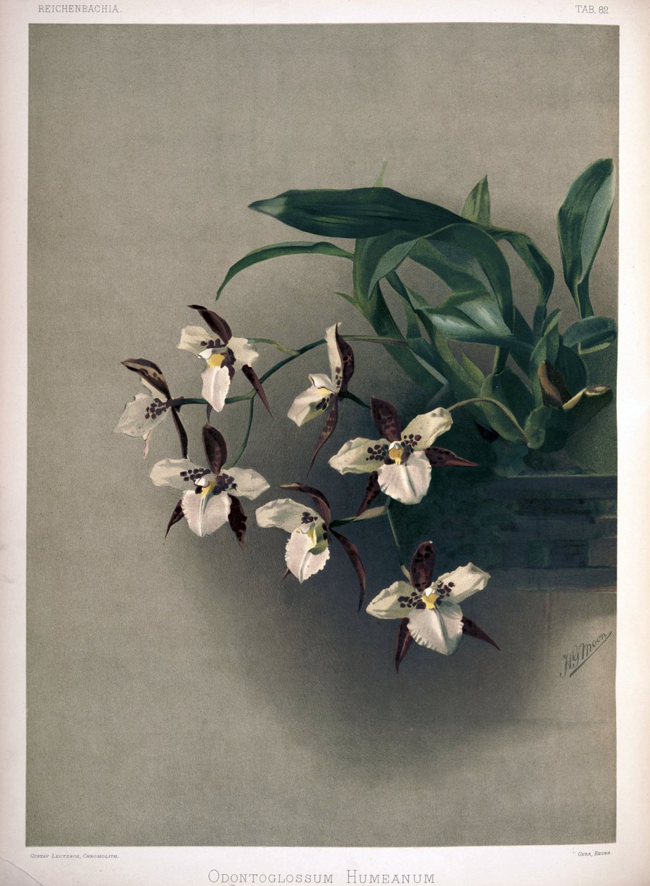 Rhynchostele × humeana syn: Odontoglossum × humeanum - London H. Sotheran and Co.