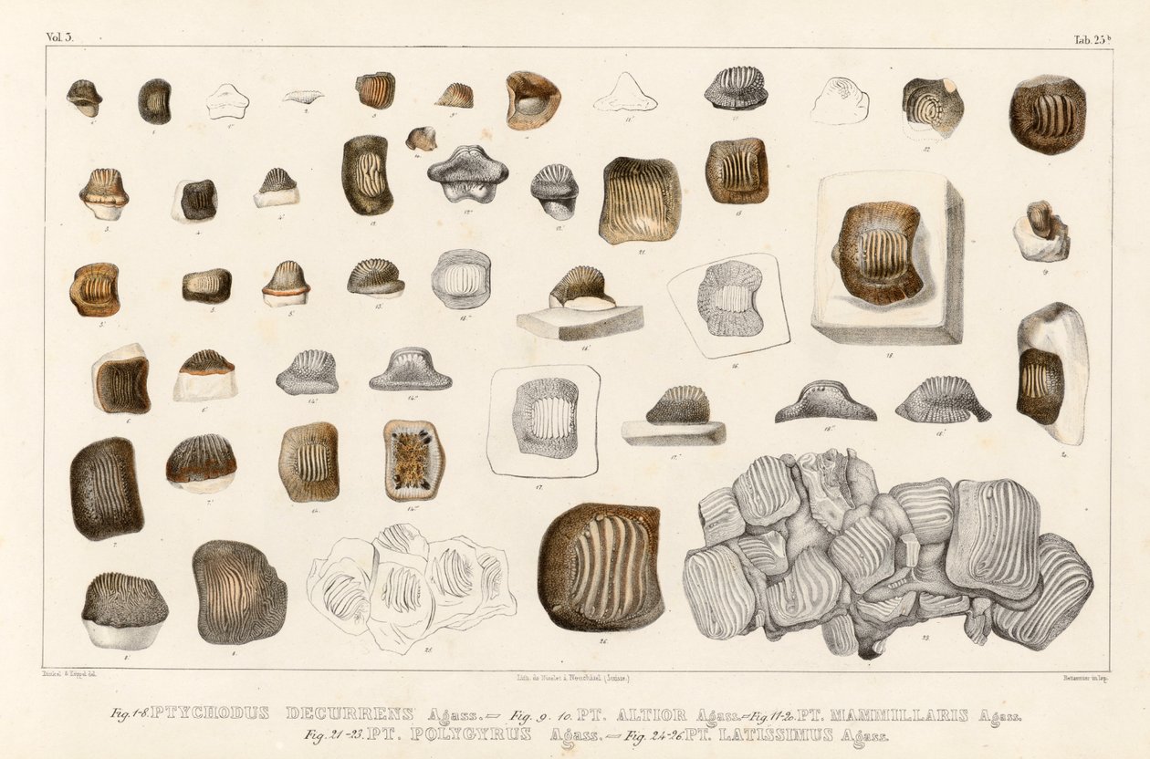 Table 25b du Volume 3 (Recherches sur les poissons fossiles) montrant des dents de différentes espèces du genre Ptychodus - Louis Agassiz