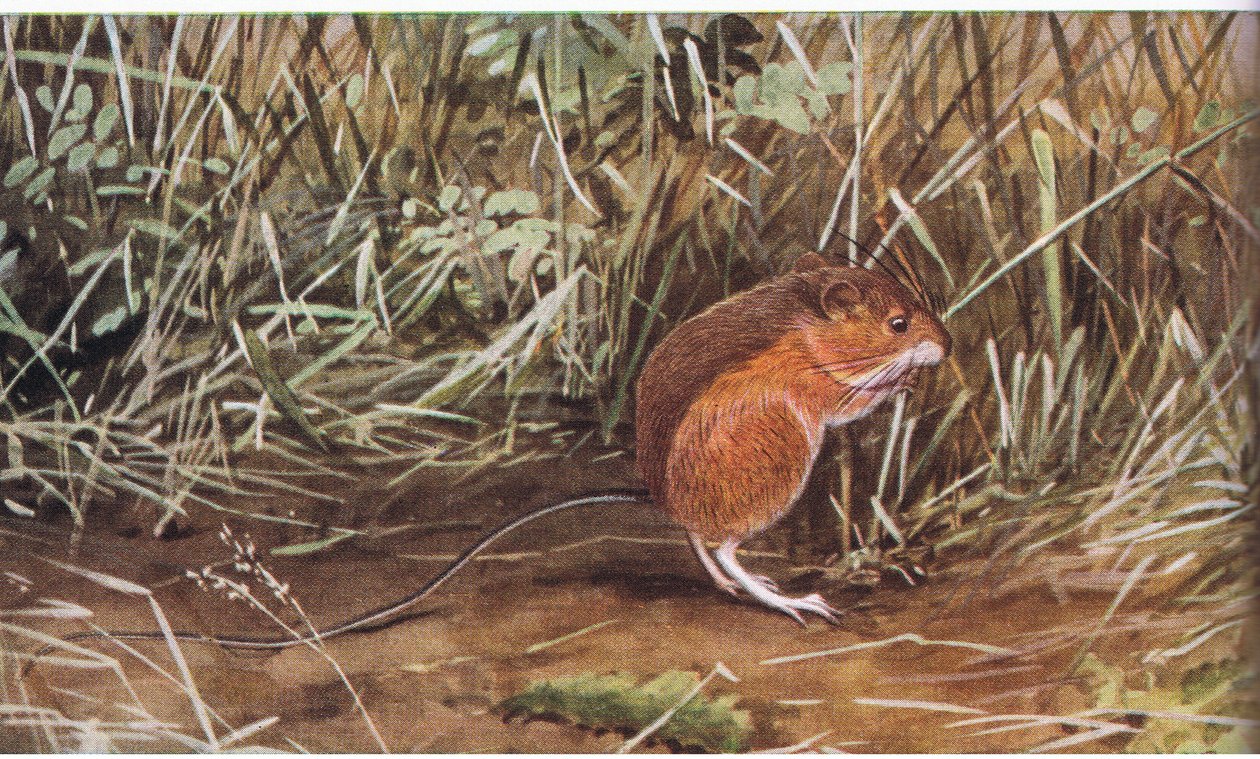 Souris sauteuse des prés, petite souris mais peut sauter huit pieds de long - Louis Agassiz Fuertes