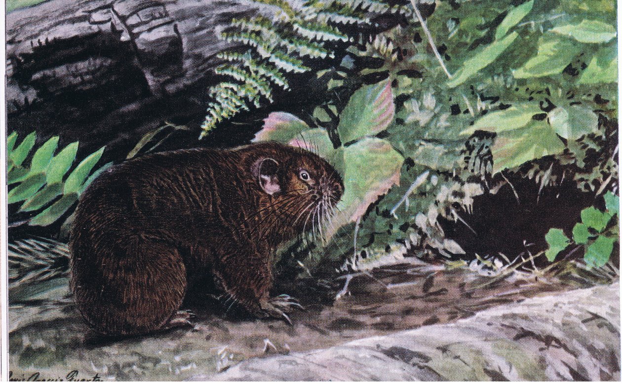Castor des montagnes, leurs longues moustaches les guident dans les tunnels sombres - Louis Agassiz Fuertes