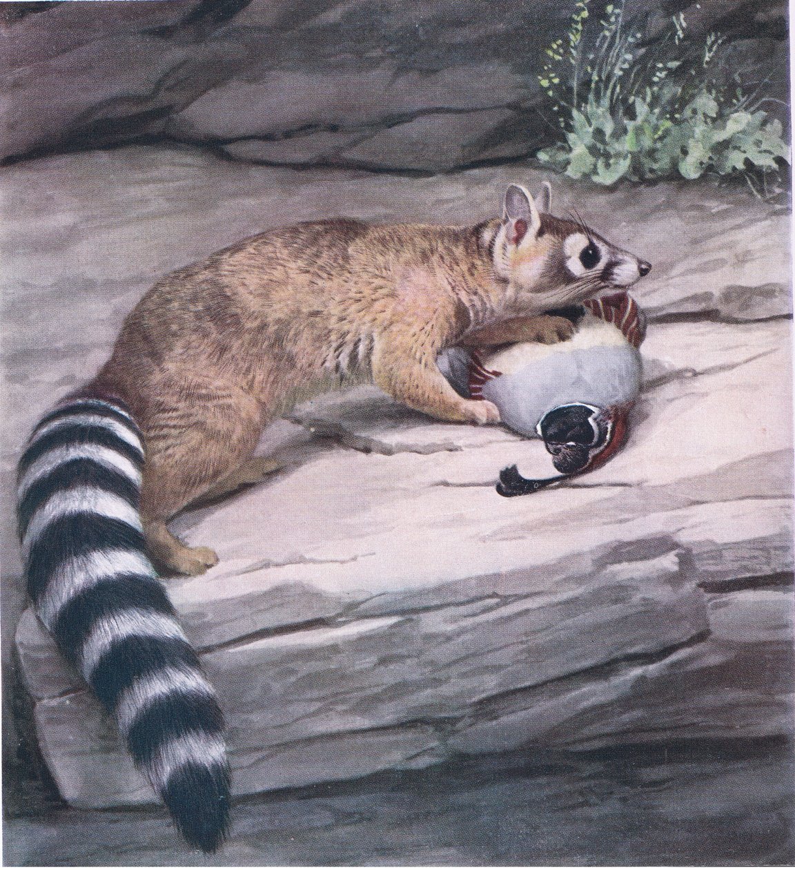 Ringtail aux yeux perçants avec caille - Louis Agassiz Fuertes