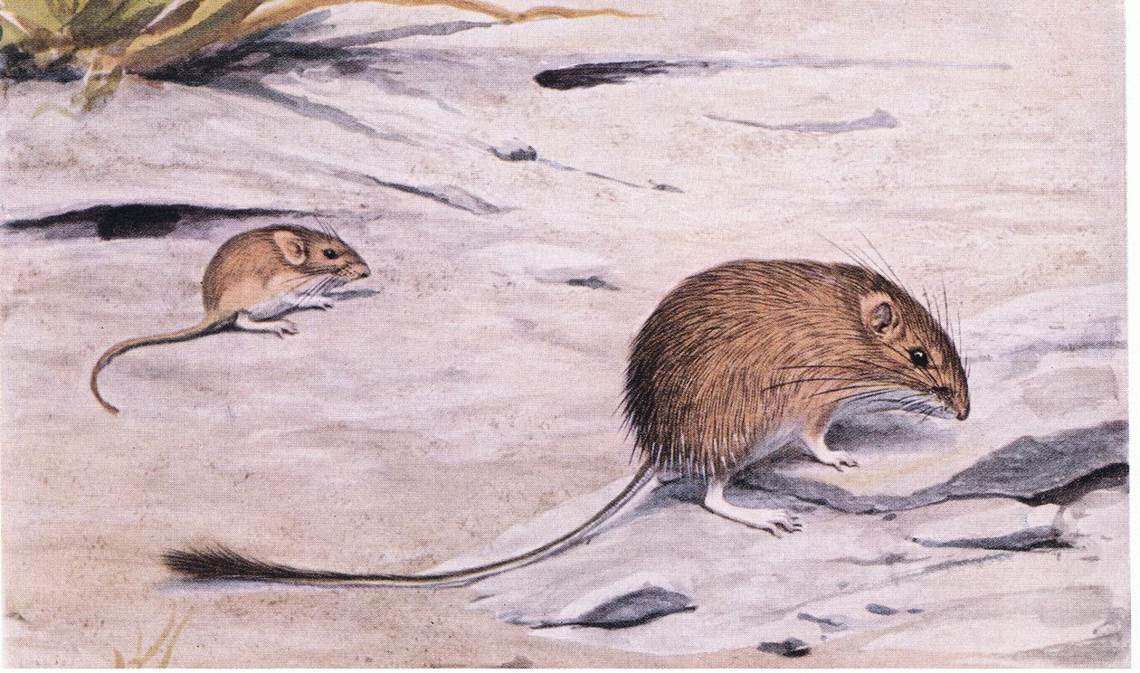 Souris de poche soyeuse cherchant des graines - Louis Agassiz Fuertes