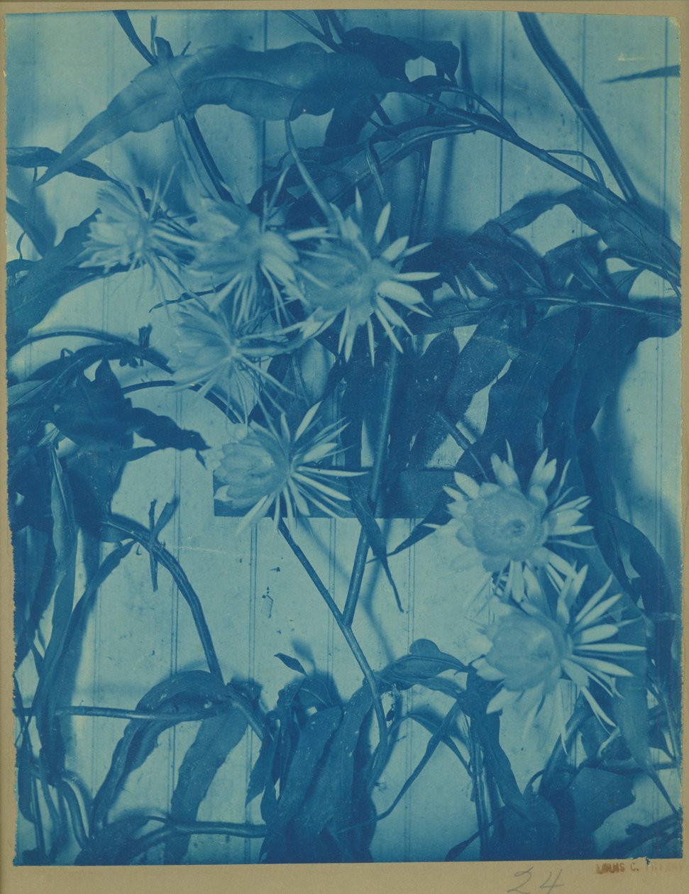 Étude Florale - Louis Comfort Tiffany