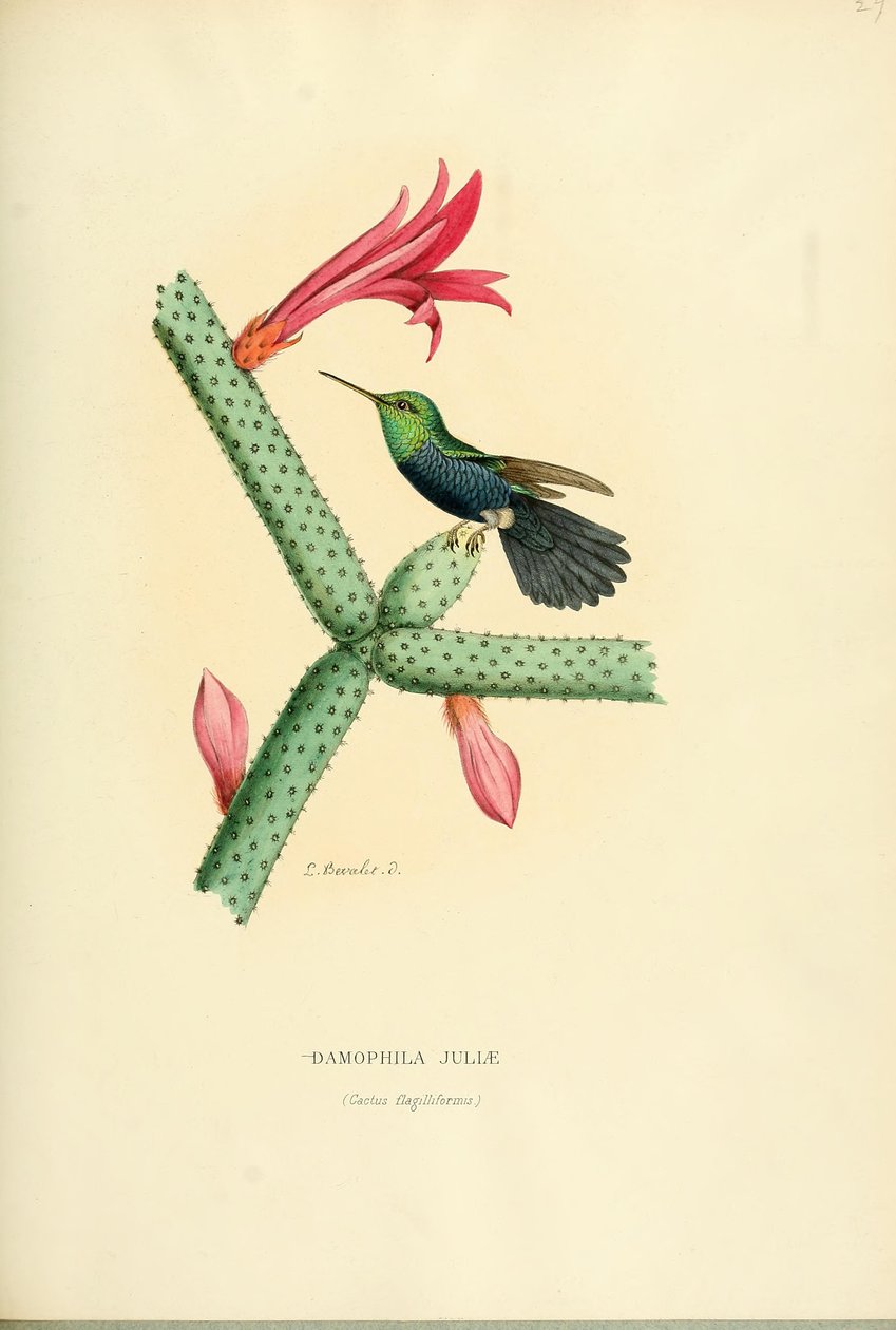 Damophila juliae - Louis Victor Bevalet