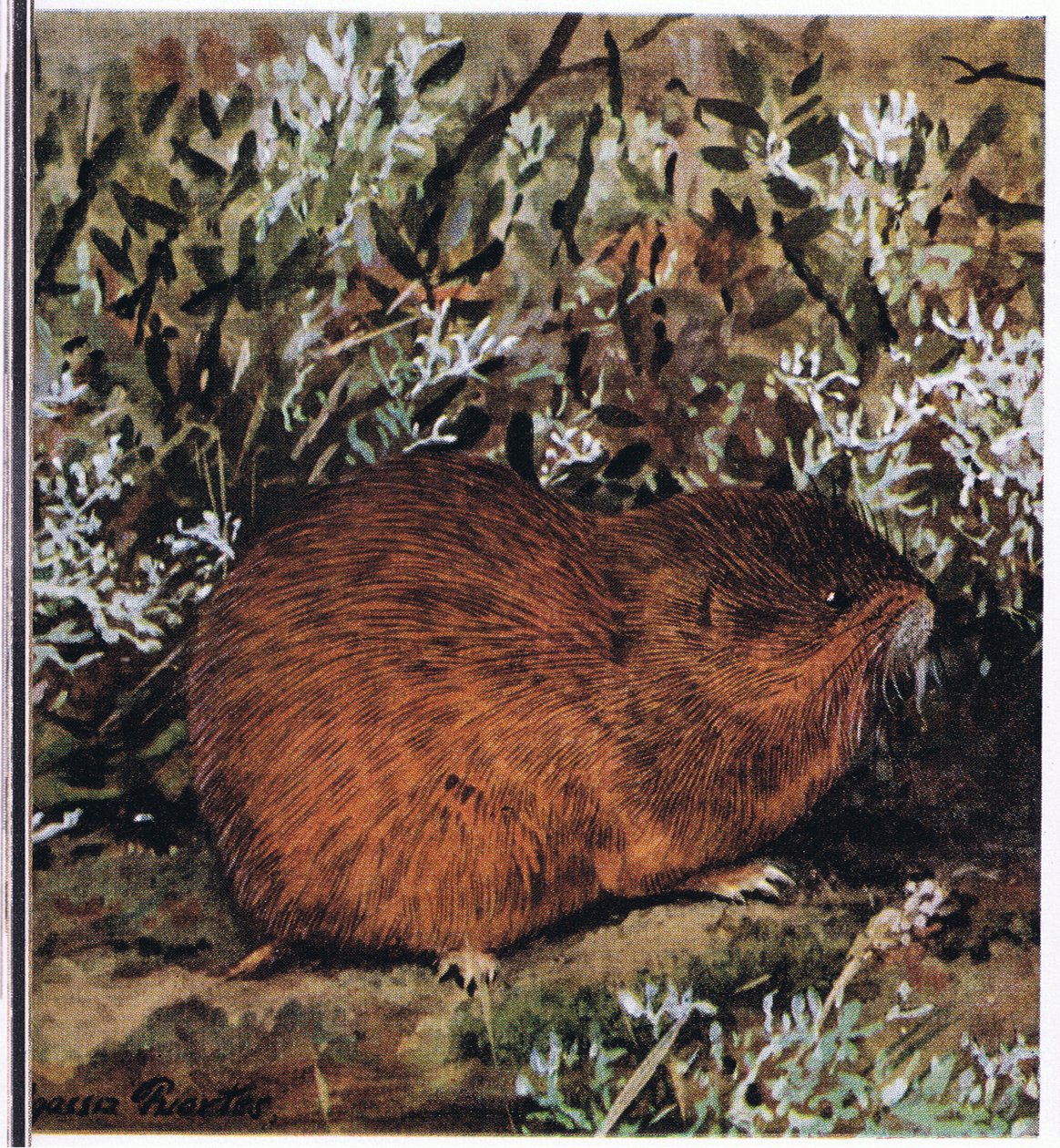Lemming brun, un rongeur trapu qui vit dans un réseau de tunnels - Louis Agassiz Fuertes
