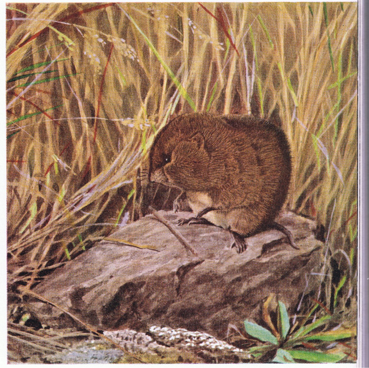 Souris des champs ou campagnol, toujours vigilant, surveille son chemin à travers une forêt enchevêtrée d