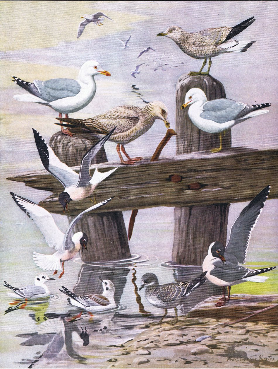 Illustration de The Natural History of American Birds of Eastern and Central North America - Louis Agassiz Fuertes