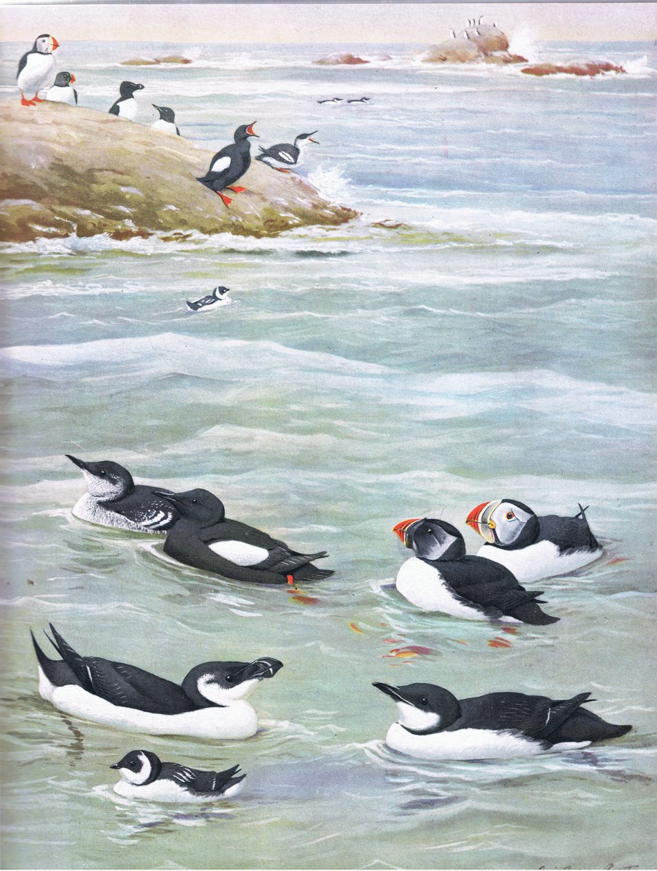 Illustration de L