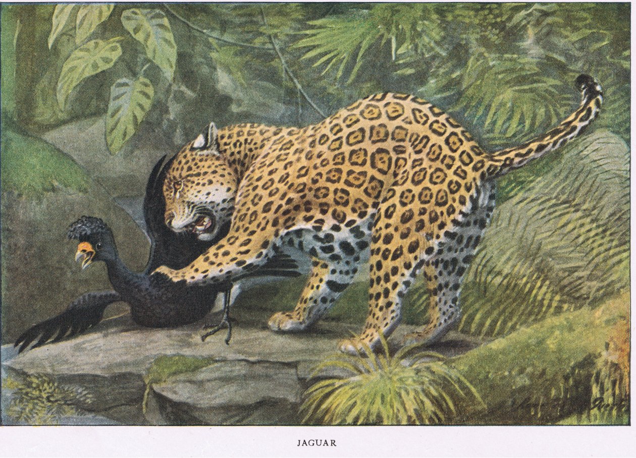 Jaguar - Louis Agassiz Fuertes