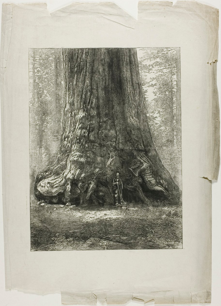 Arbres tordus - Louis Auguste Lepère