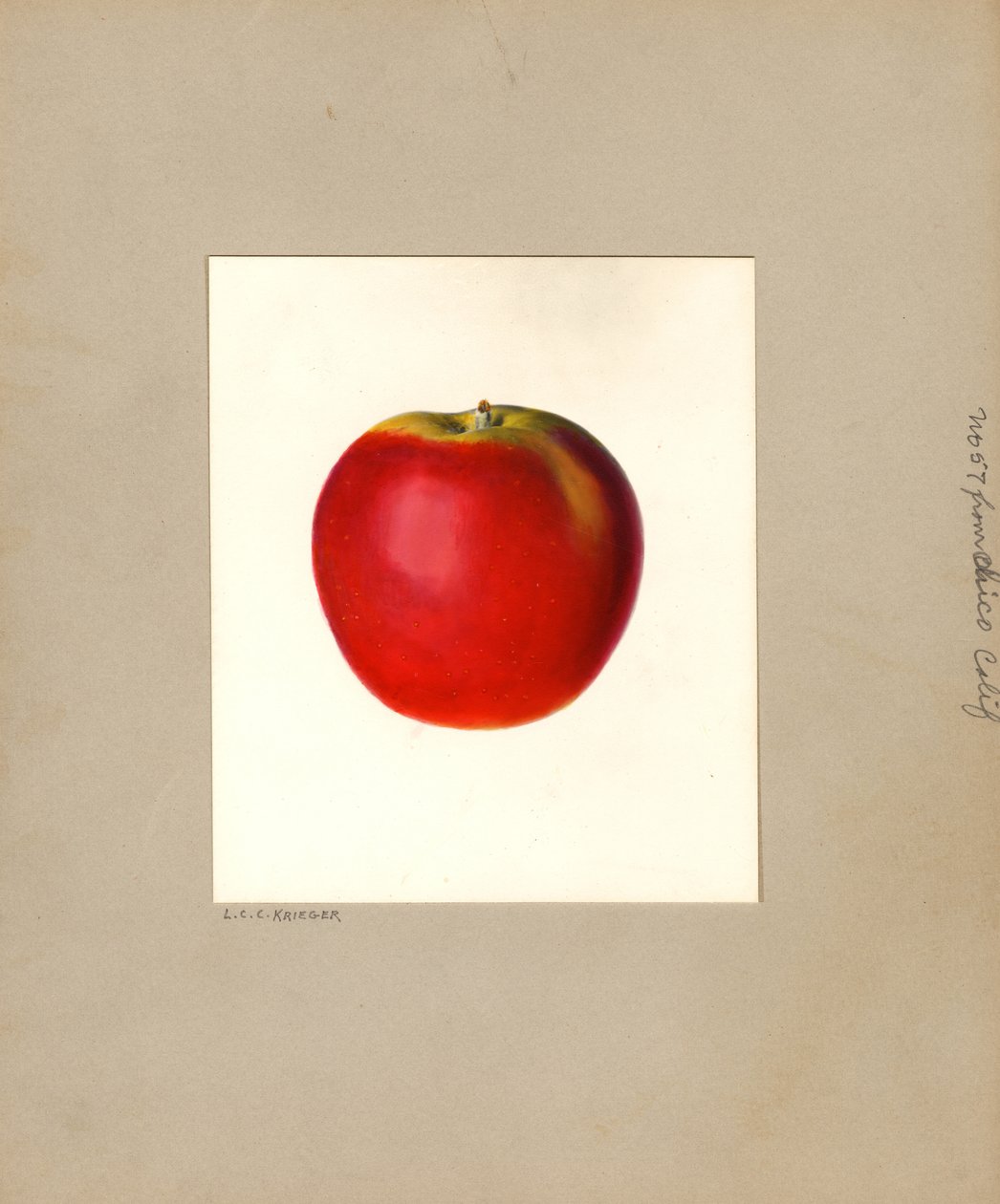 Pomme (Malus domestica : No. 57) (aquarelle) - Louis Charles Christopher Krieger
