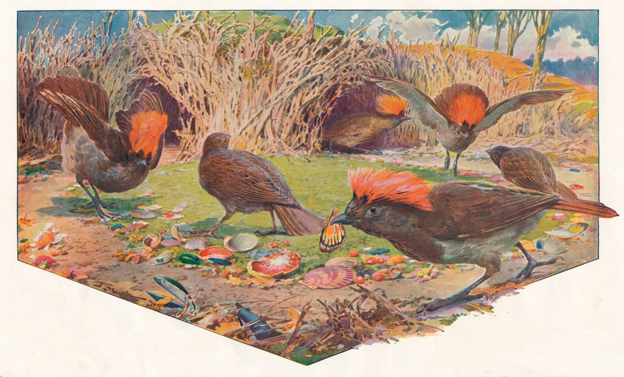 Oiseaux jardiniers, 1911 - Louis Fairfax Muckley