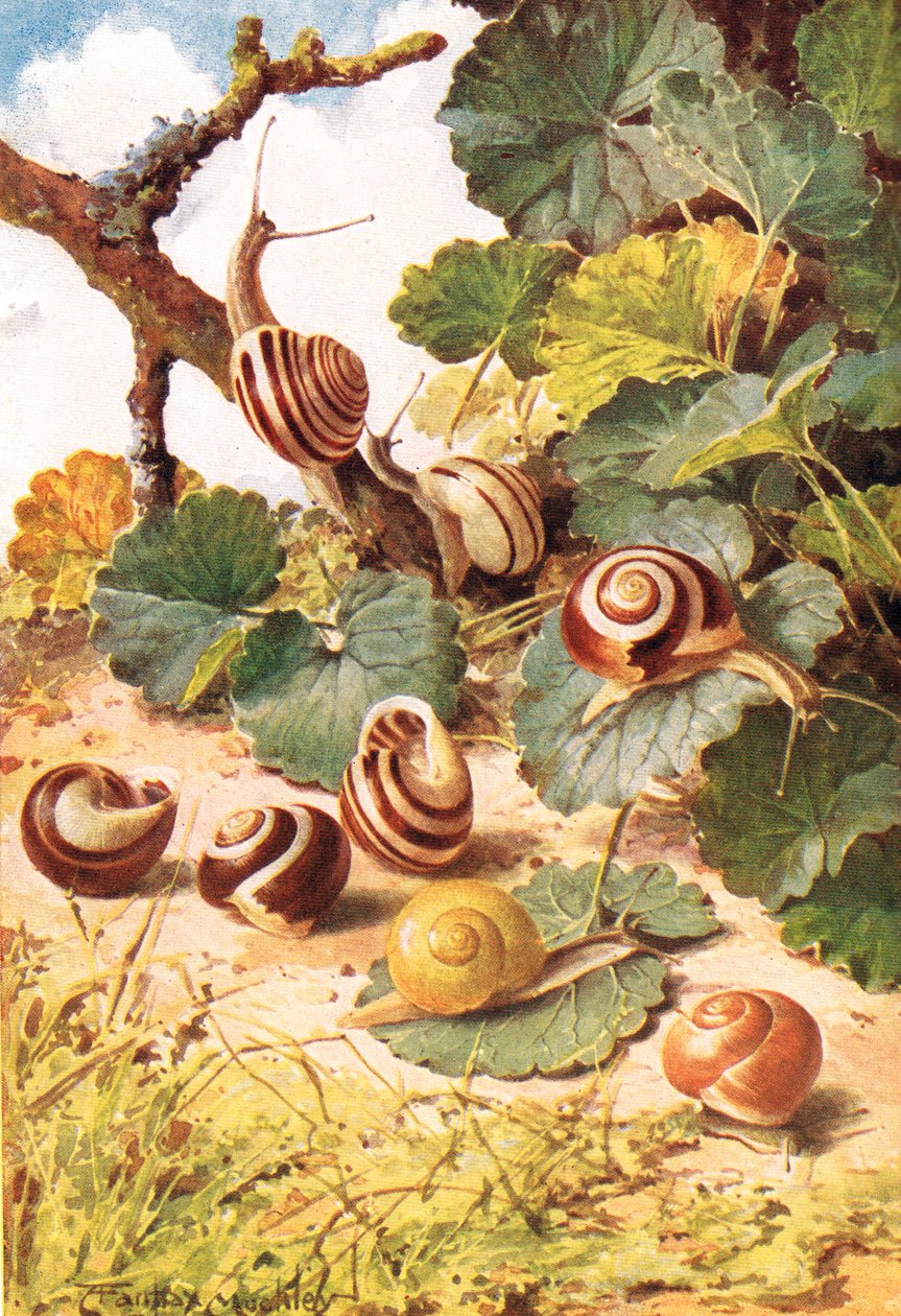 Escargots terrestres, illustration de 