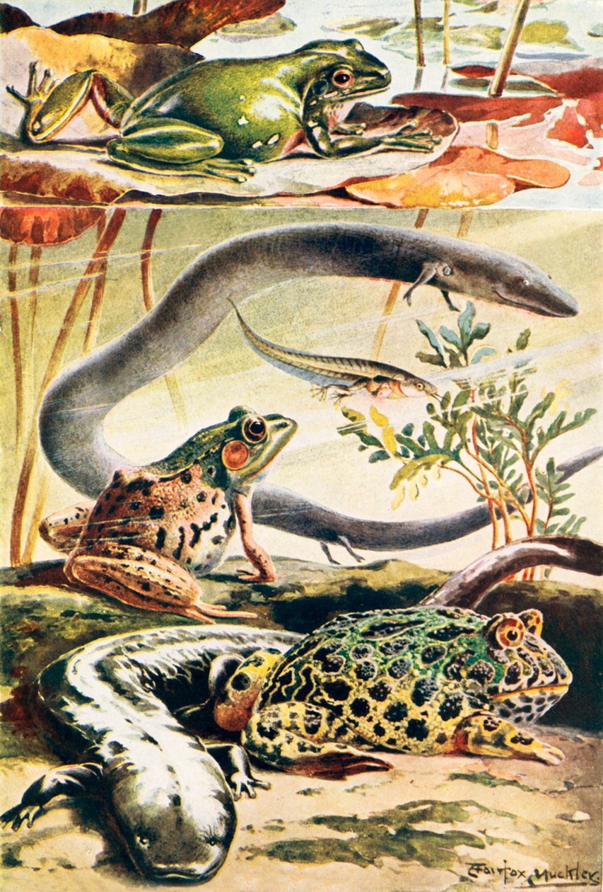 Six amphibiens typiques (litho couleur) - Louis Fairfax Muckley