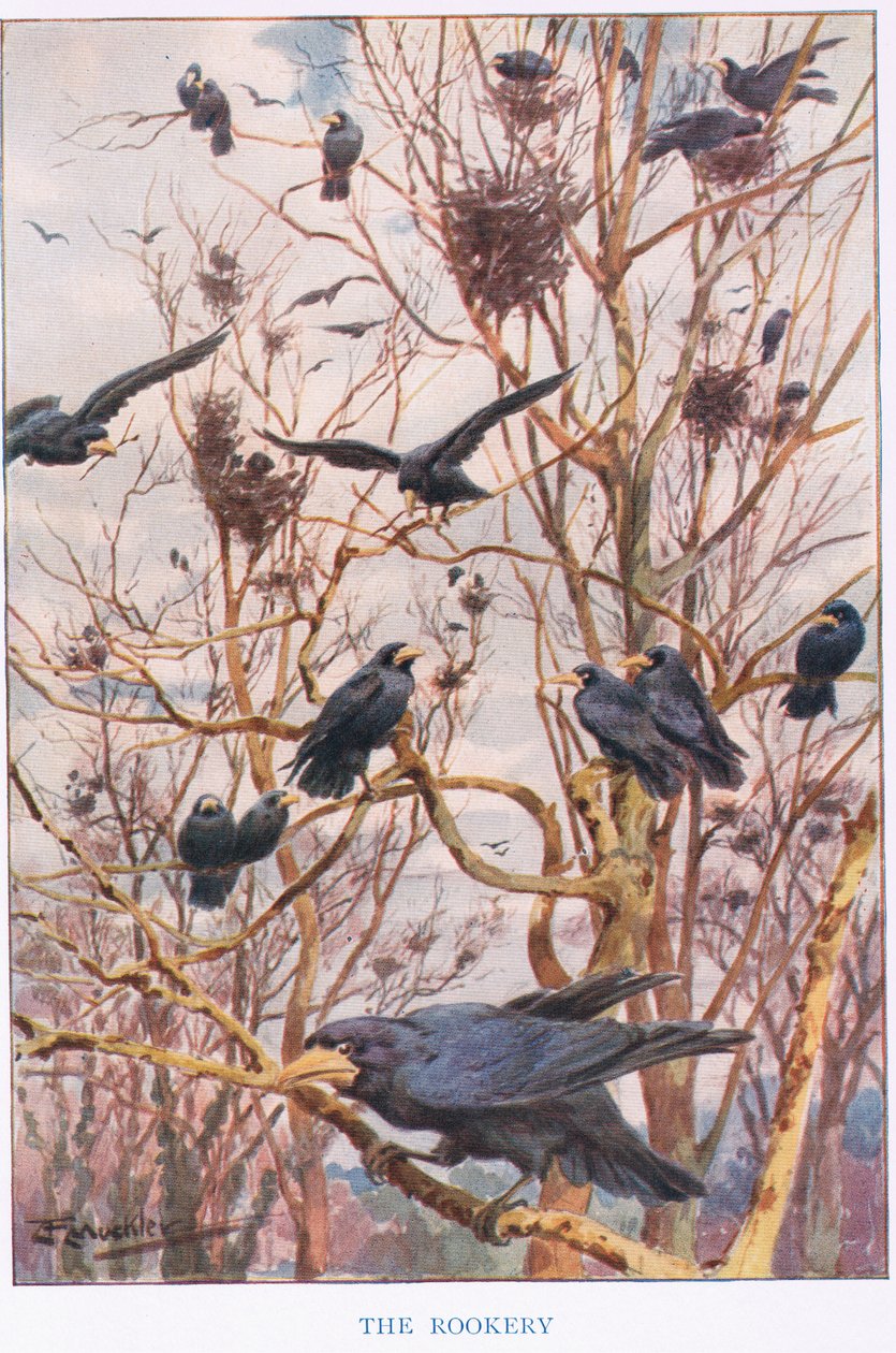 Le Rookery, illustration de 