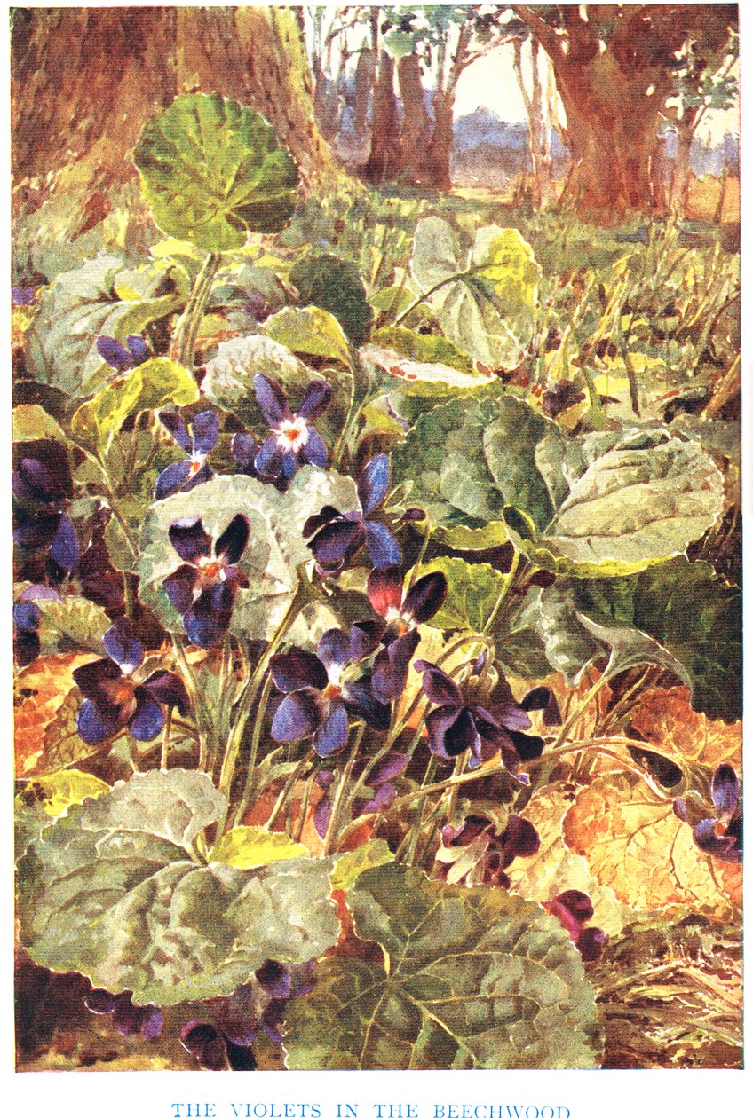 Violettes dans le hêtre, illustration de 