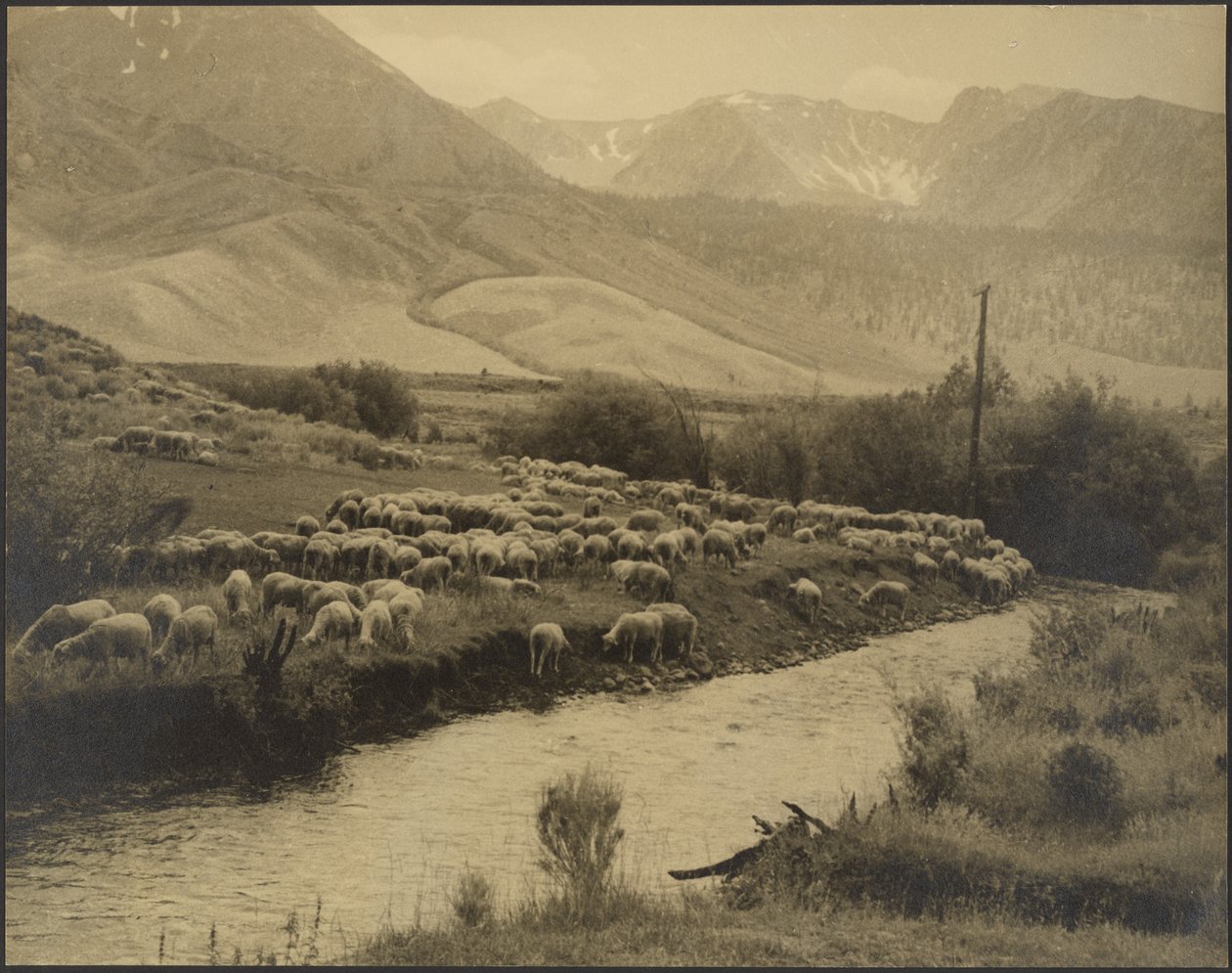 Une prairie de montagne - Louis Fleckenstein