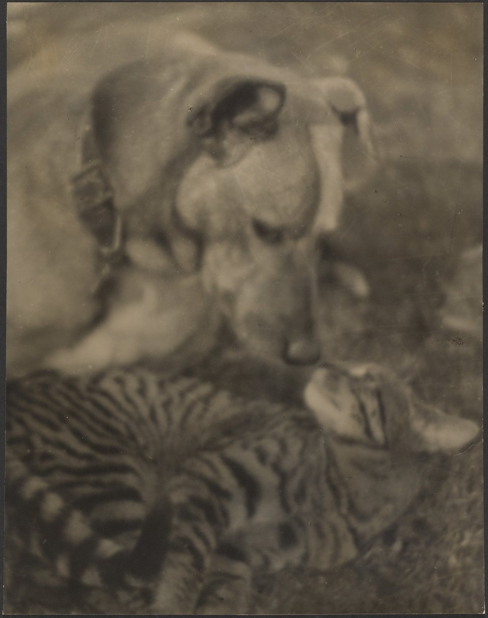 [Chat et chien] - Louis Fleckenstein