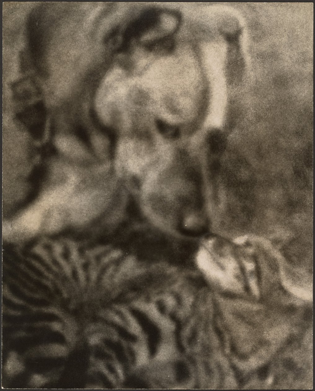 [Chat et chien] - Louis Fleckenstein