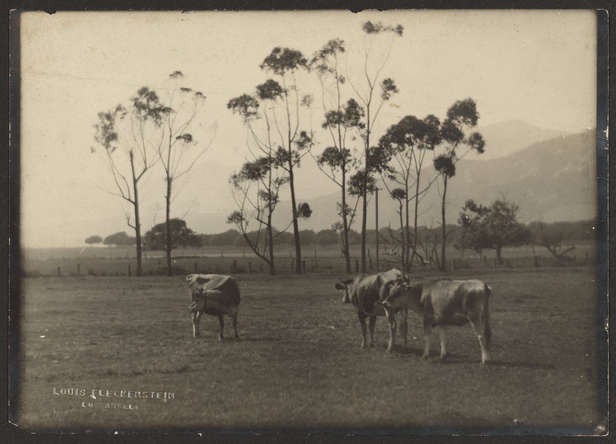 Vaches dans un champ - Louis Fleckenstein