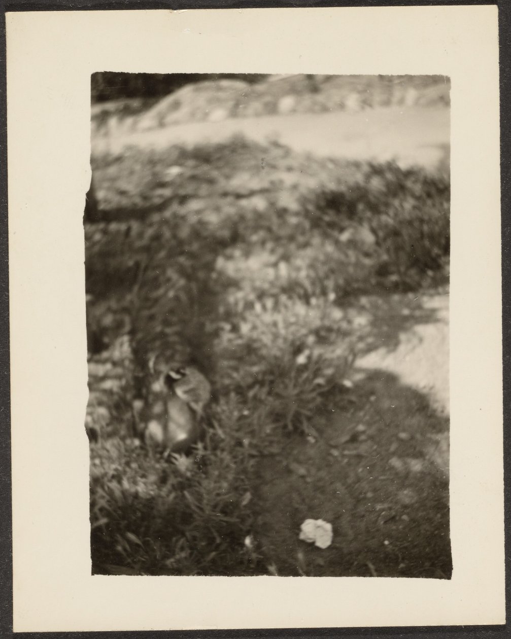 [Canard dans le paysage] - Louis Fleckenstein
