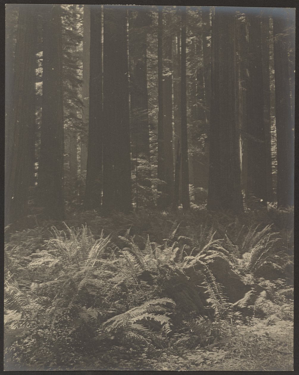 [Fougère dans les bois] - Louis Fleckenstein