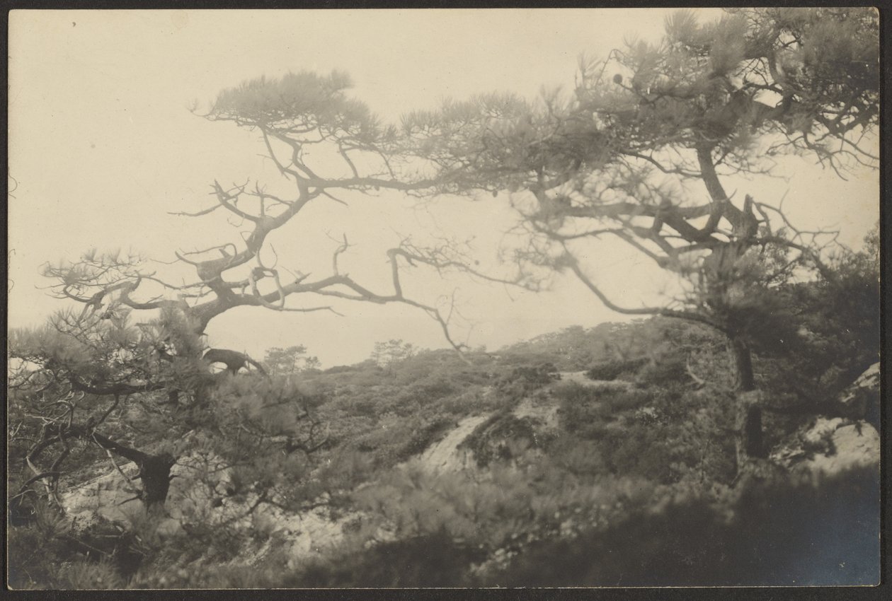 Paysage avec des arbres noueux - Louis Fleckenstein