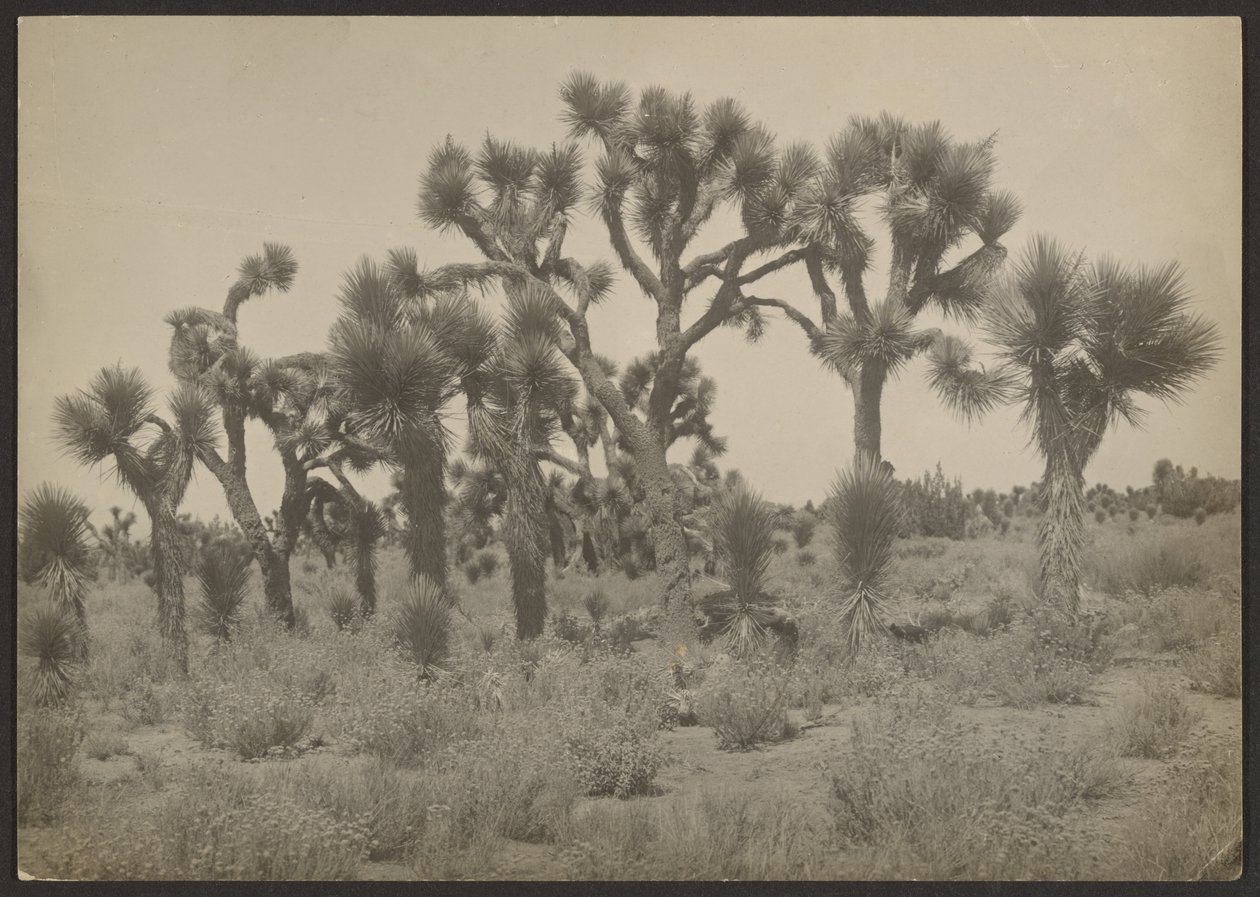 [Paysage avec arbres de Josué] - Louis Fleckenstein