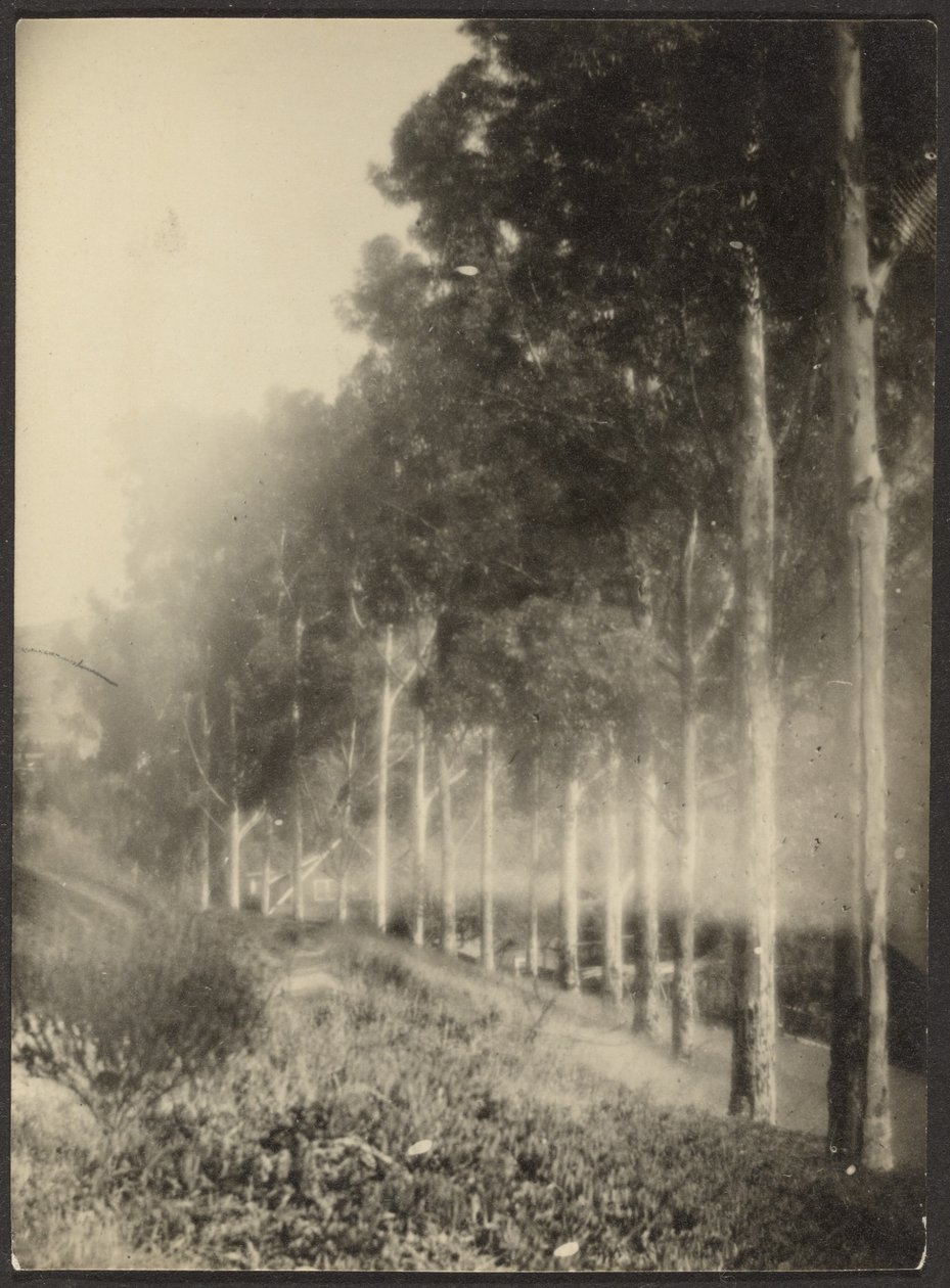 Paysage avec rangée d