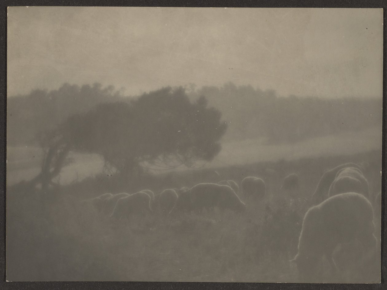 [Paysage avec moutons] - Louis Fleckenstein