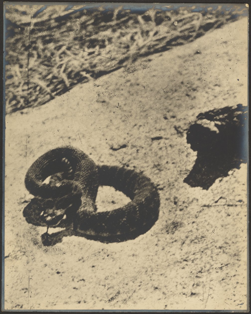 [Serpent à sonnette] - Louis Fleckenstein