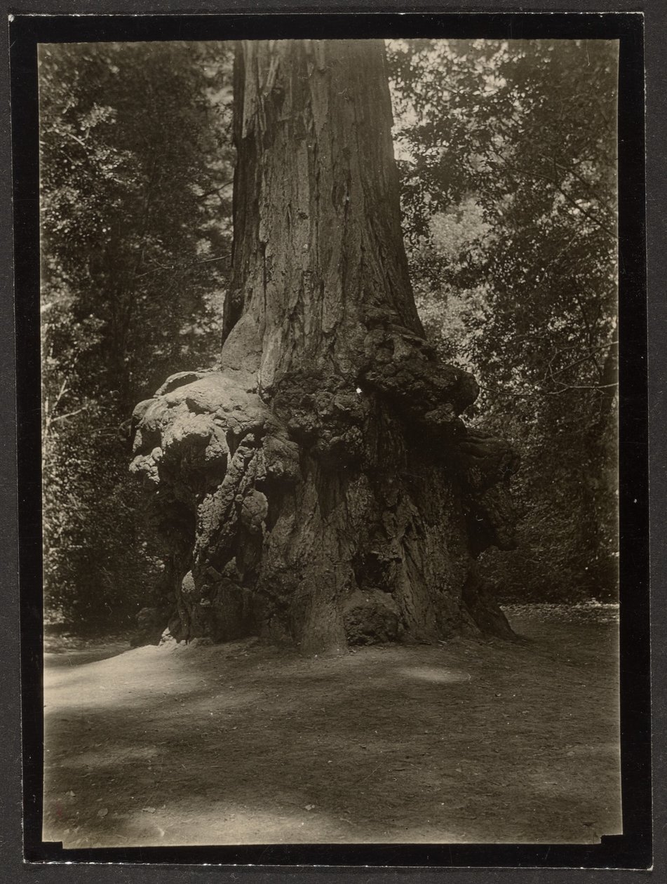[Séquoia, Big Basin] - Louis Fleckenstein