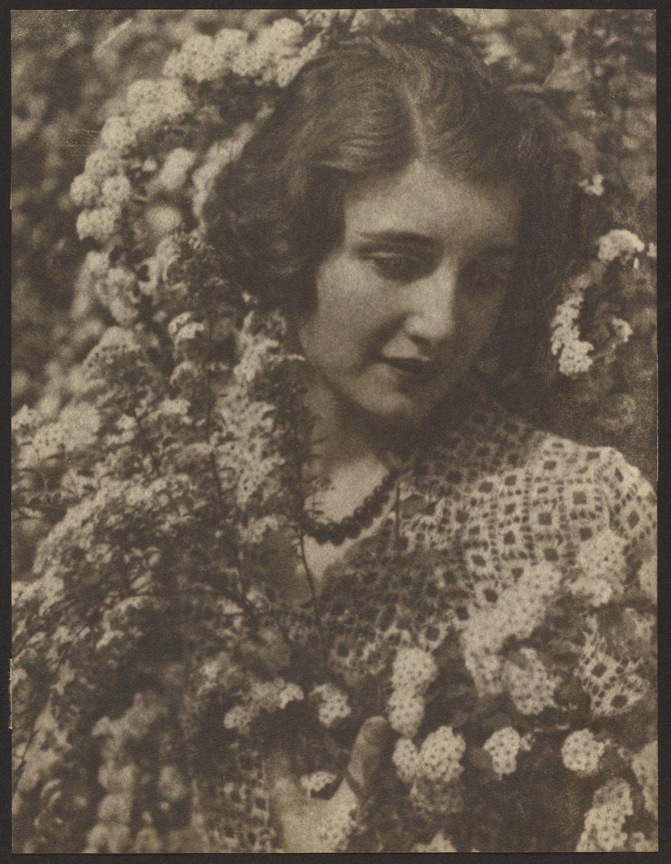 Spirea - Louis Fleckenstein