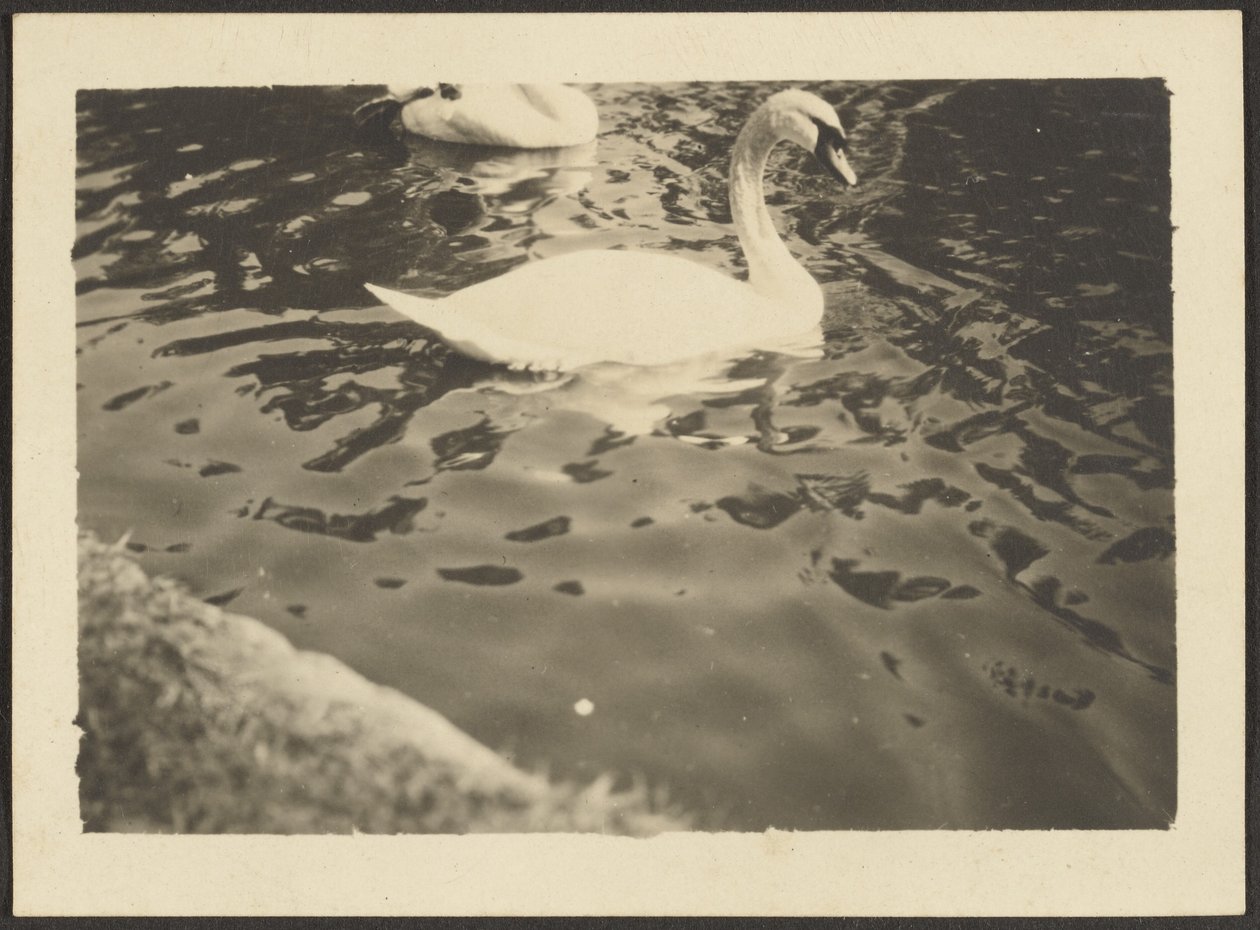 [Swan] - Louis Fleckenstein