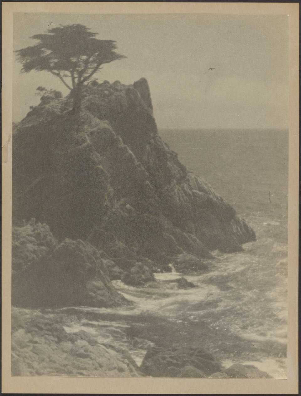 [Arbre sur la côte rocheuse] - Louis Fleckenstein