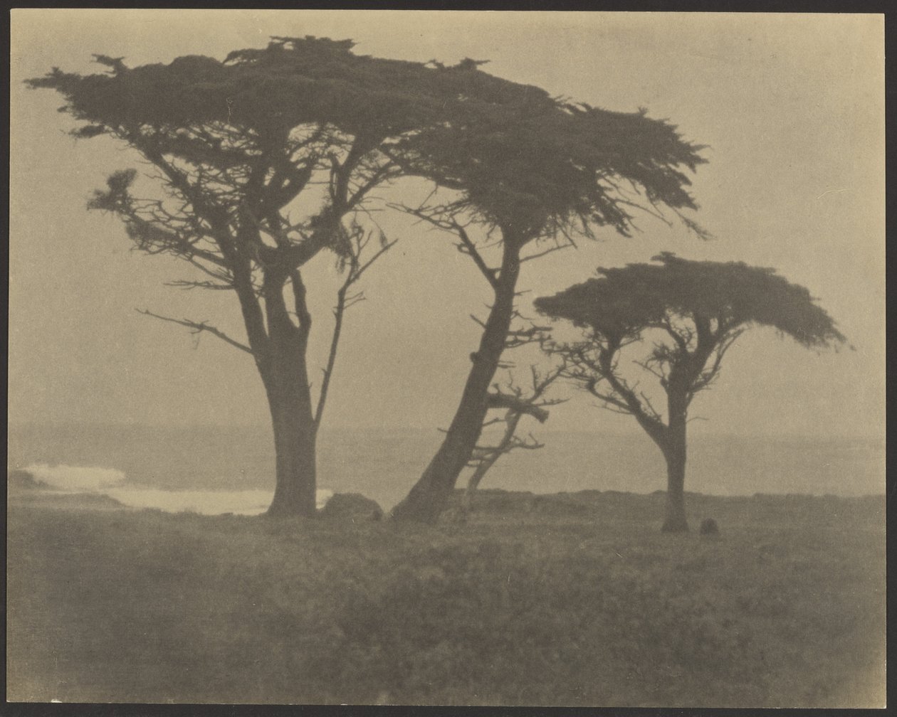 [Arbres le long de la côte] - Louis Fleckenstein