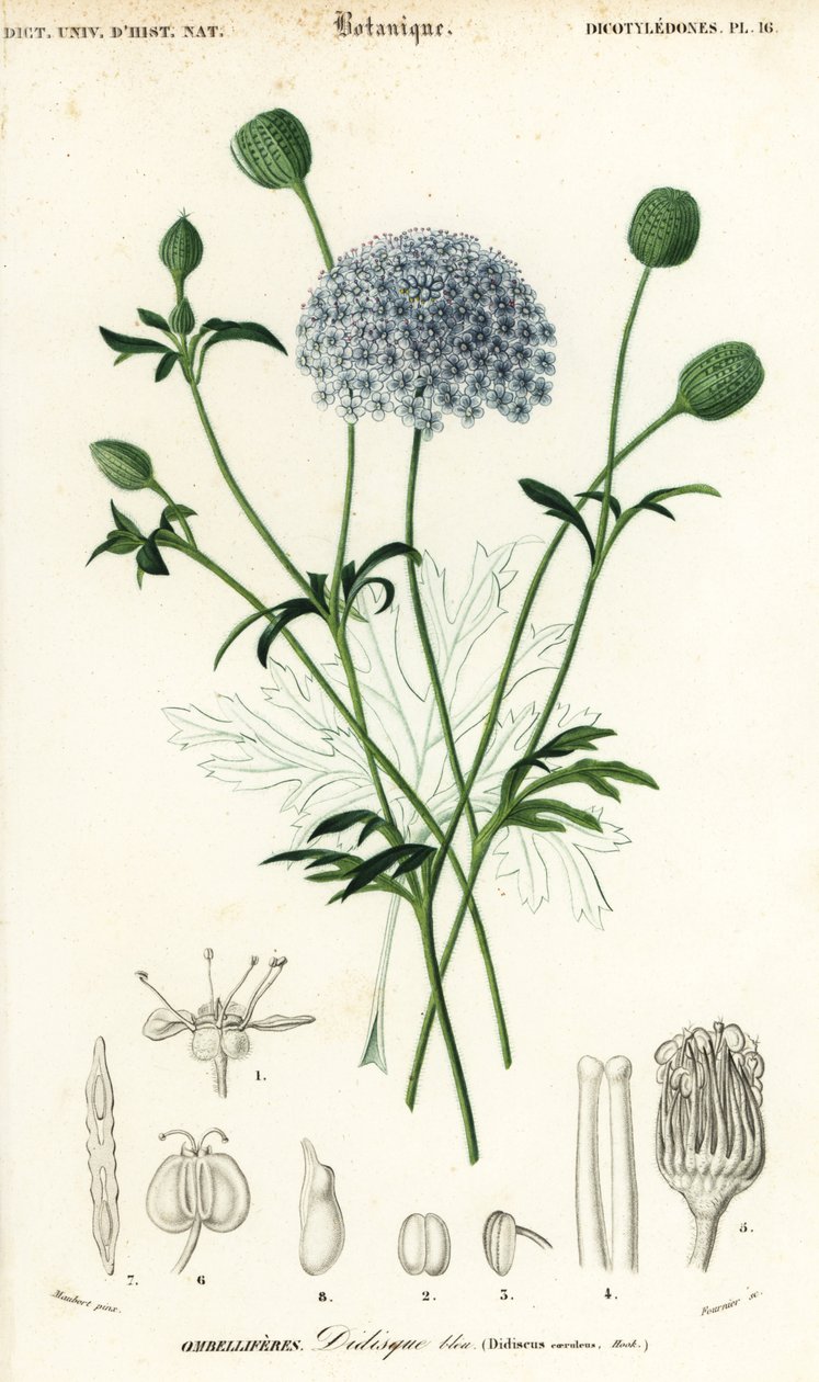 Fleur de dentelle bleue, Trachymene coerulea - Louis Joseph Edouard Maubert
