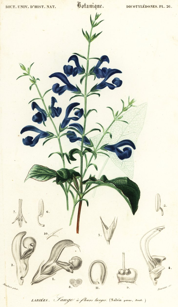 Sauge gentiane ou sauge étalée, Salvia patens (gravure) - Louis Joseph Edouard Maubert