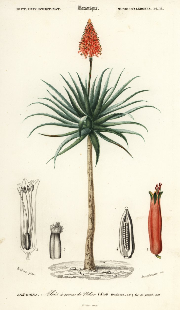 Aloès Krantz, Aloe arborescens (gravure) - Louis Joseph Edouard Maubert