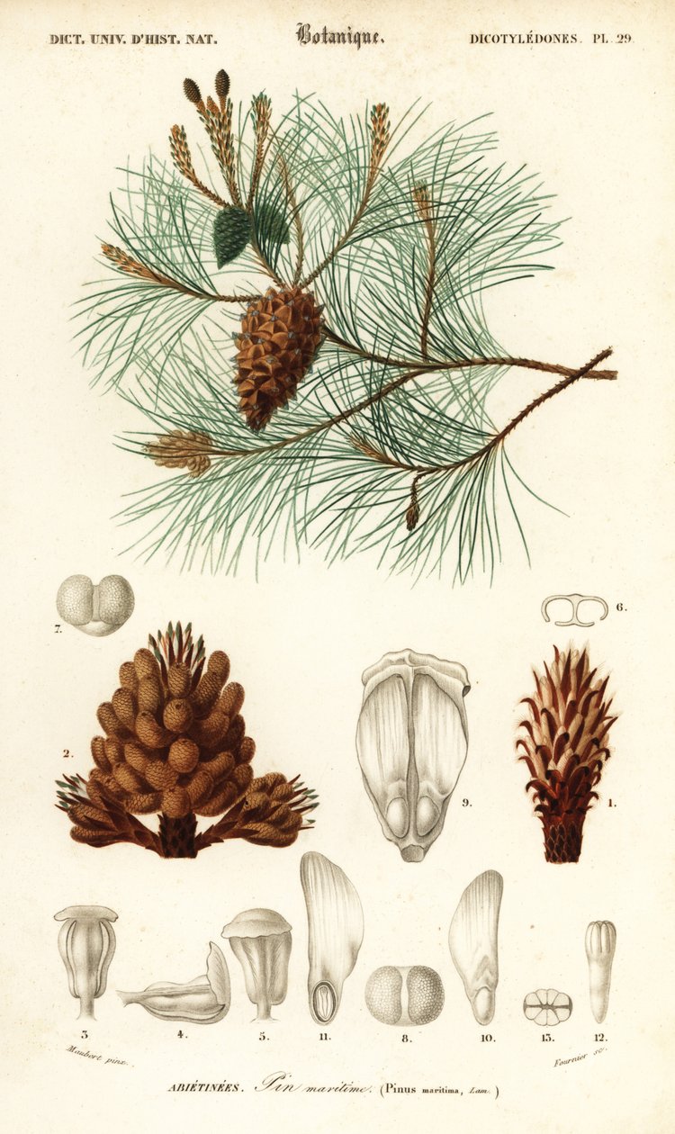 Pin maritime ou pin parasol, Pinus pinaster (gravure) - Louis Joseph Edouard Maubert