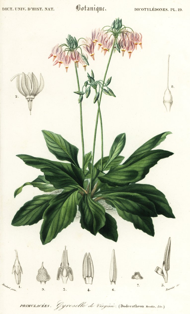 Étoile filante ou étoile filante orientale, Dodecatheon meadia (gravure) - Louis Joseph Edouard Maubert