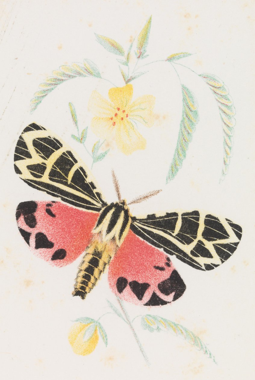 Arctia Virgo - Louis Prang