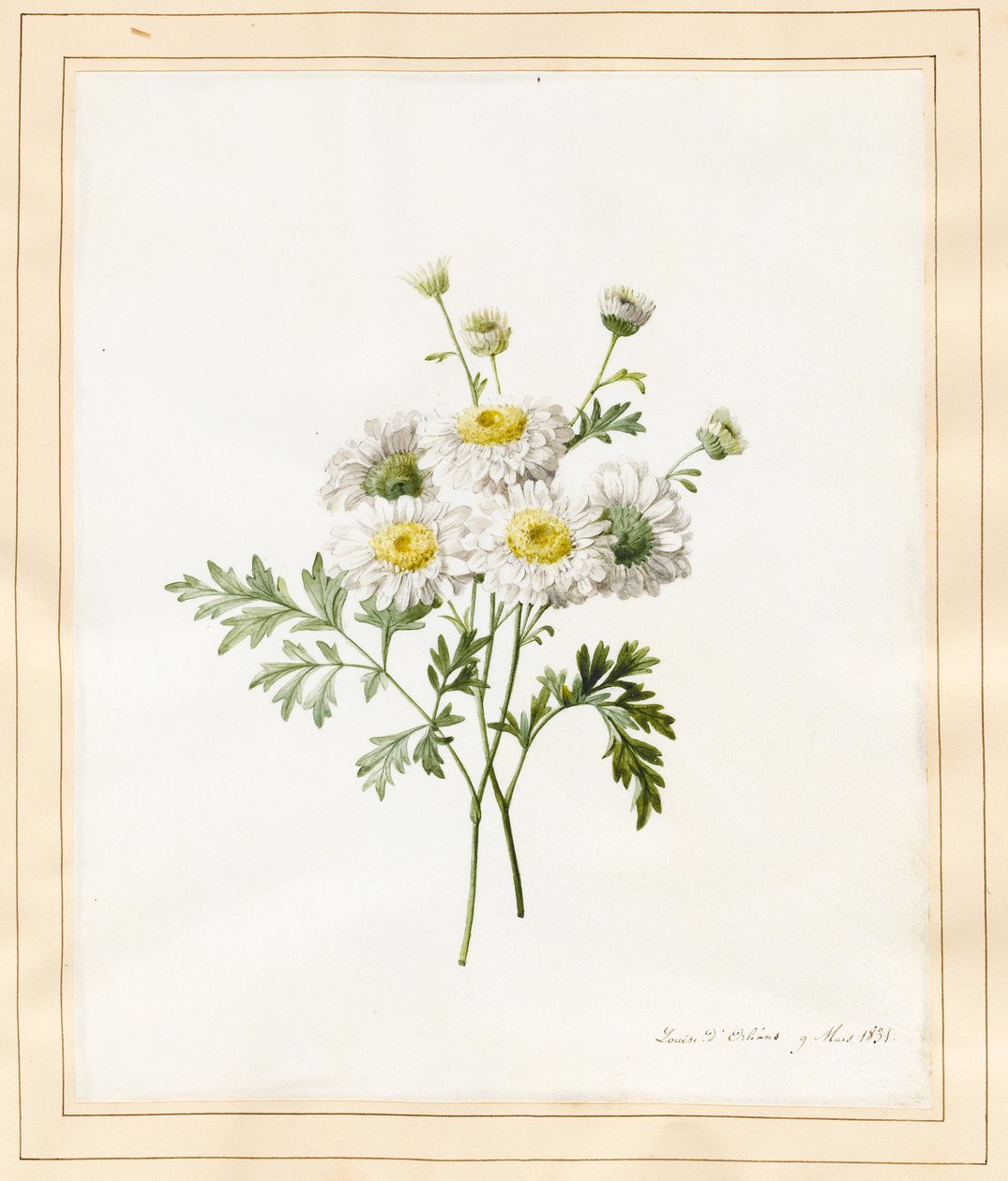 Chrysanthemum Parthenium (Boutons de Batchelor), 1831 - Louise DOrleans