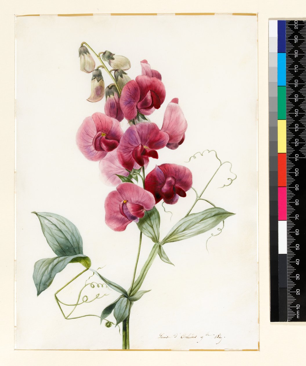Lathyrus latifolius (Pois vivace) - Louise DOrleans