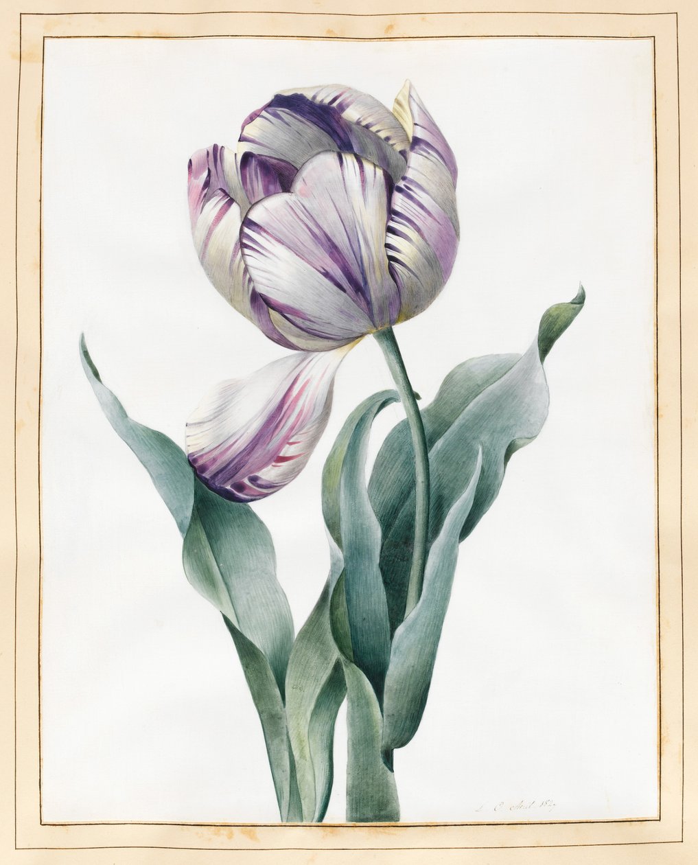 Tulipe Rembrandt, 1827 - Louise DOrleans