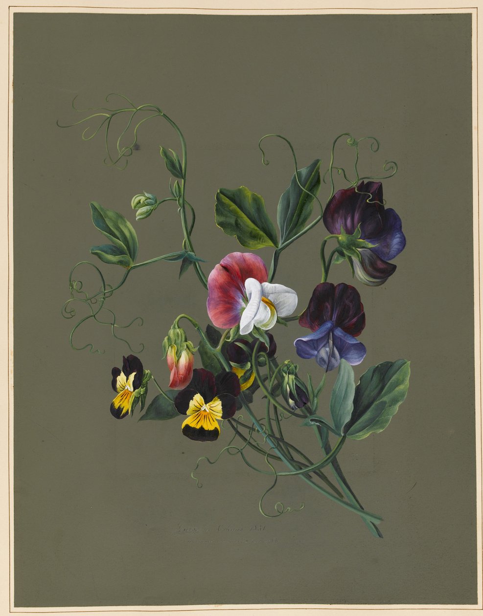 Pois de senteur (Quitro) et violettes, 1830 - Louise DOrleans